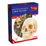 Coffret anatomie Crâne humain